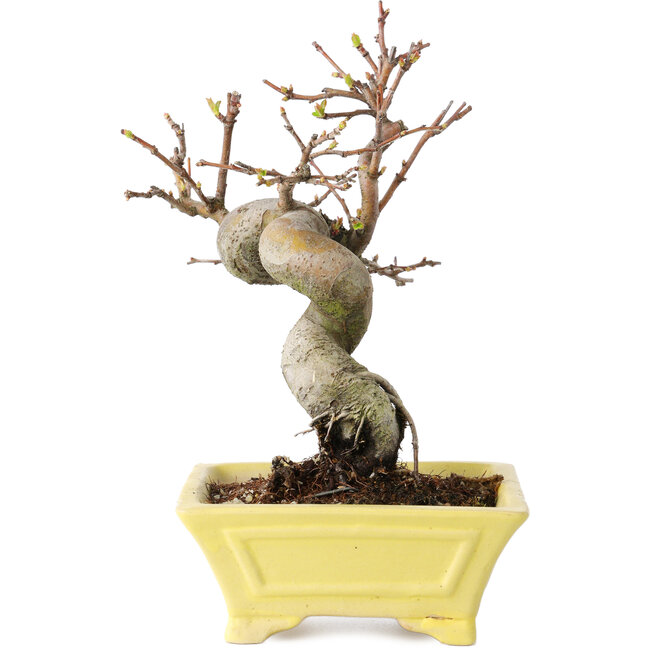 Pseudocydonia sinensis, 18 cm, ± 15 Jahre alt