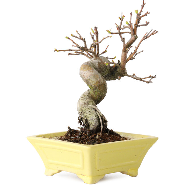 Pseudocydonia sinensis, 18 cm, ± 15 anni