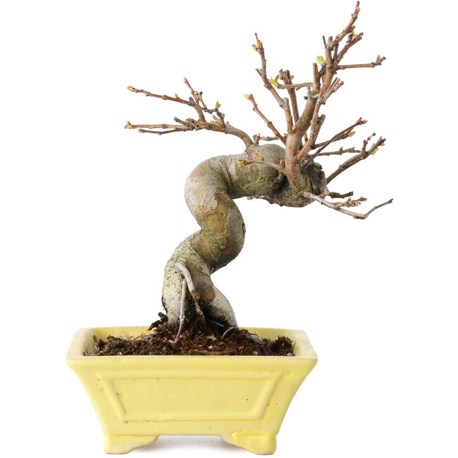 Pseudocydonia sinensis, 18 cm, ± 15 años