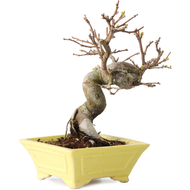 Pseudocydonia sinensis, 18 cm, ± 15 years old