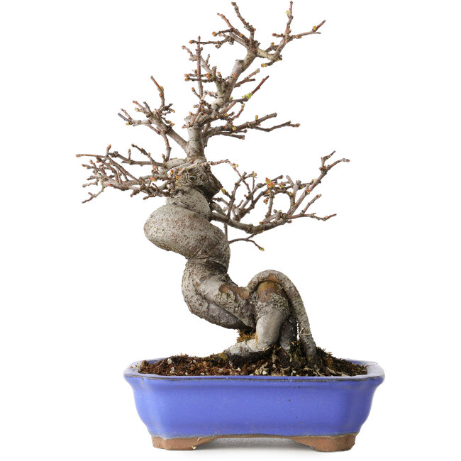 Pseudocydonia sinensis, 20 cm, ± 15 jaar oud