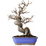 Pseudocydonia sinensis, 20 cm, ± 15 jaar oud