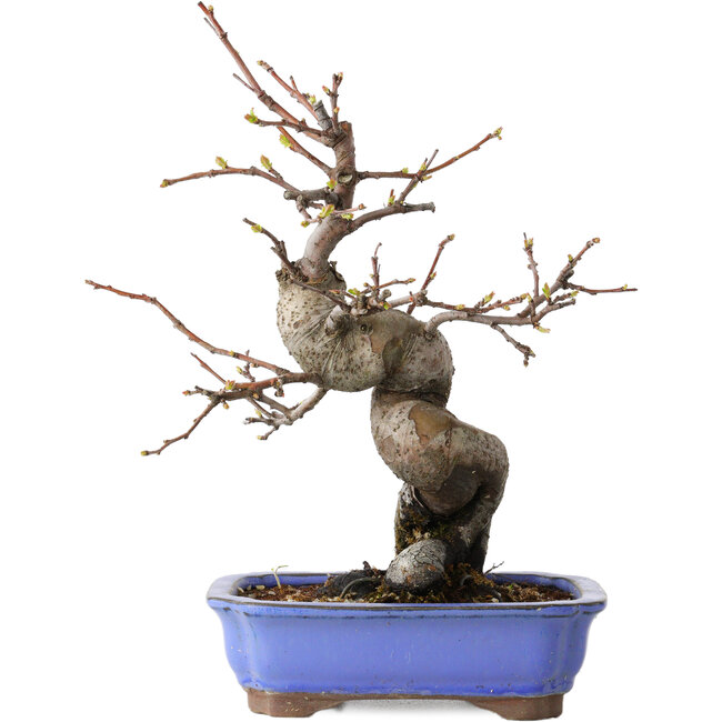 Pseudocydonia sinensis, 24 cm, ± 15 jaar oud