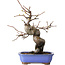 Pseudocydonia sinensis, 24 cm, ± 15 jaar oud