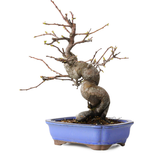 Pseudocydonia sinensis, 24 cm, ± 15 Jahre alt