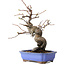 Pseudocydonia sinensis, 24 cm, ± 15 jaar oud