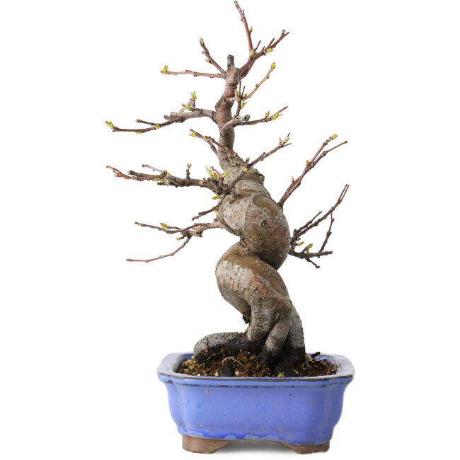 Pseudocydonia sinensis, 24 cm, ± 15 Jahre alt