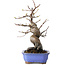 Pseudocydonia sinensis, 24 cm, ± 15 jaar oud