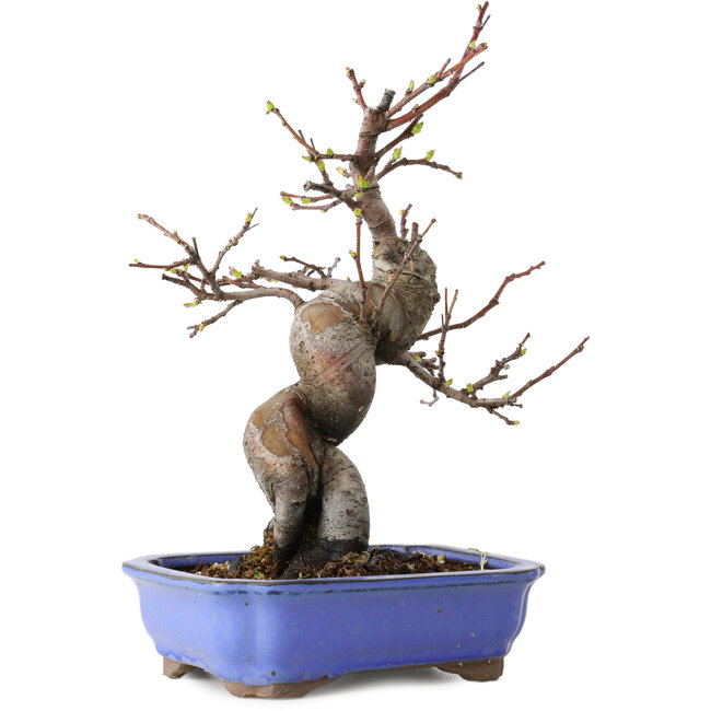 Pseudocydonia sinensis, 24 cm, ± 15 years old