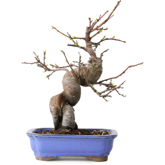 Pseudocydonia sinensis, 24 cm, ± 15 years old