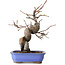 Pseudocydonia sinensis, 24 cm, ± 15 jaar oud