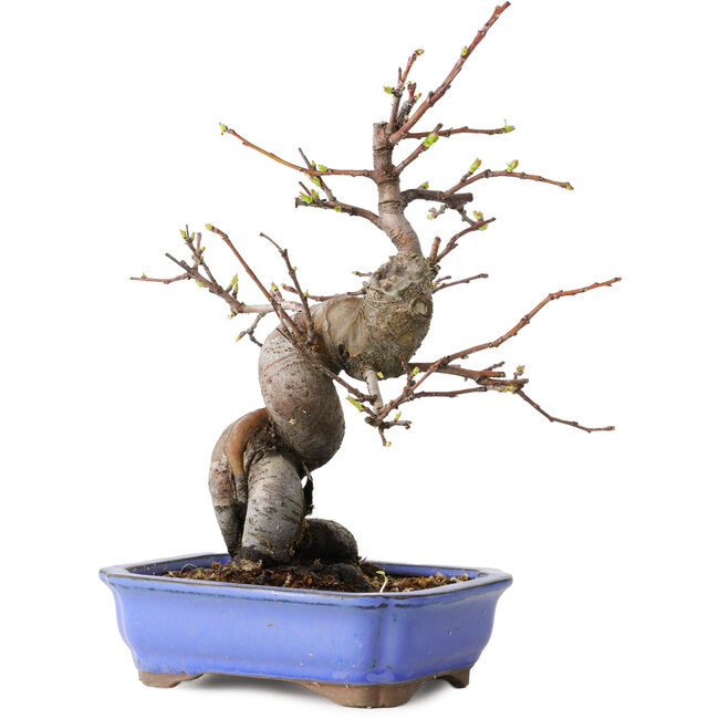 Pseudocydonia sinensis, 24 cm, ± 15 ans