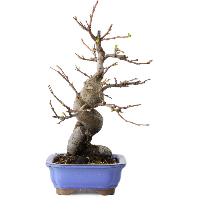 Pseudocydonia sinensis, 24 cm, ± 15 años