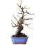 Pseudocydonia sinensis, 24 cm, ± 15 jaar oud