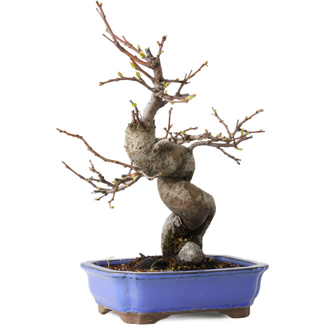 Pseudocydonia sinensis, 24 cm, ± 15 ans