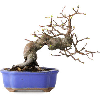 Pseudocydonia sinensis, 18 cm, ± 15 jaar oud
