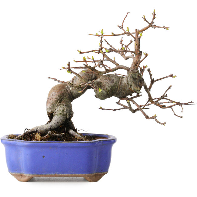 Pseudocydonia sinensis, 18 cm, ± 15 jaar oud