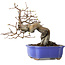 Pseudocydonia sinensis, 18 cm, ± 15 jaar oud