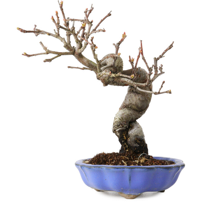 Pseudocydonia sinensis, 19 cm, ± 15 jaar oud