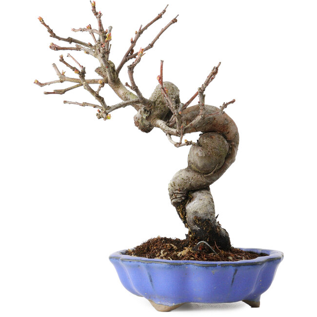 Pseudocydonia sinensis, 19 cm, ± 15 years old