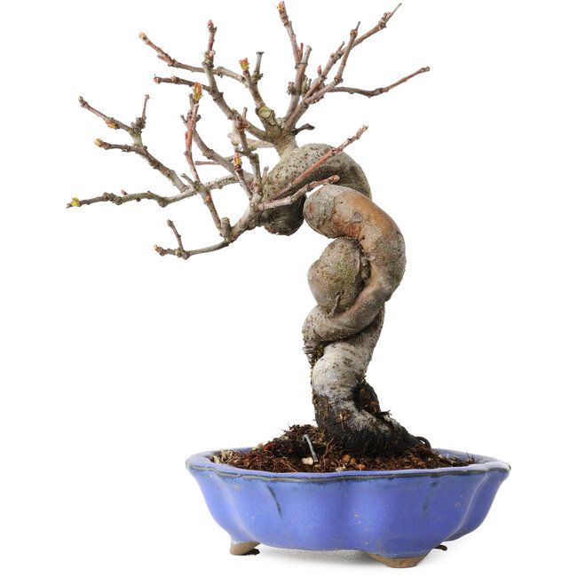 Pseudocydonia sinensis, 19 cm, ± 15 ans