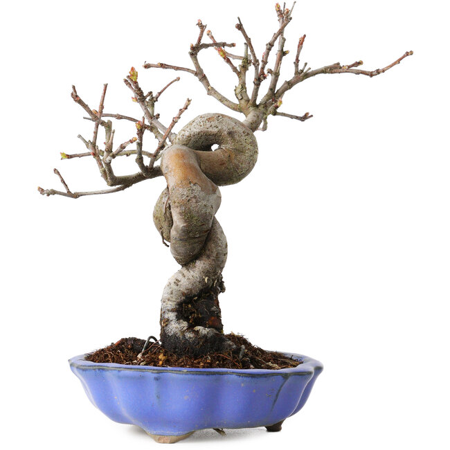 Pseudocydonia sinensis, 19 cm, ± 15 years old