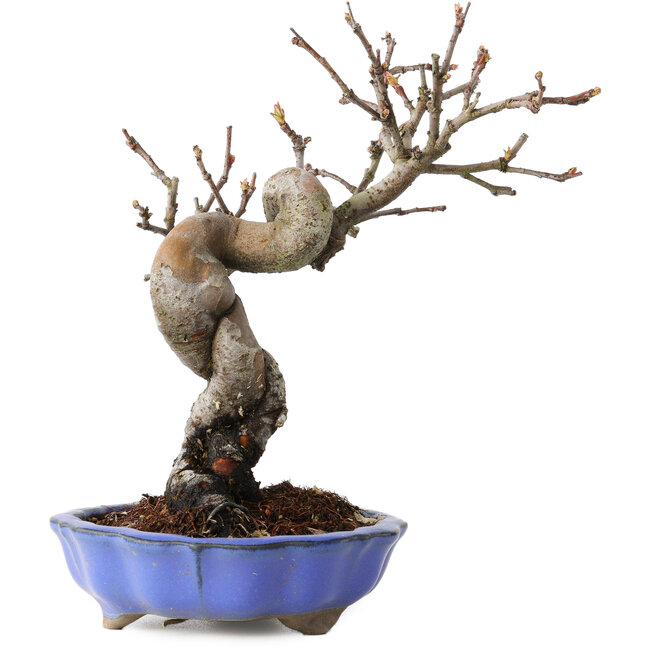 Pseudocydonia sinensis, 19 cm, ± 15 Jahre alt