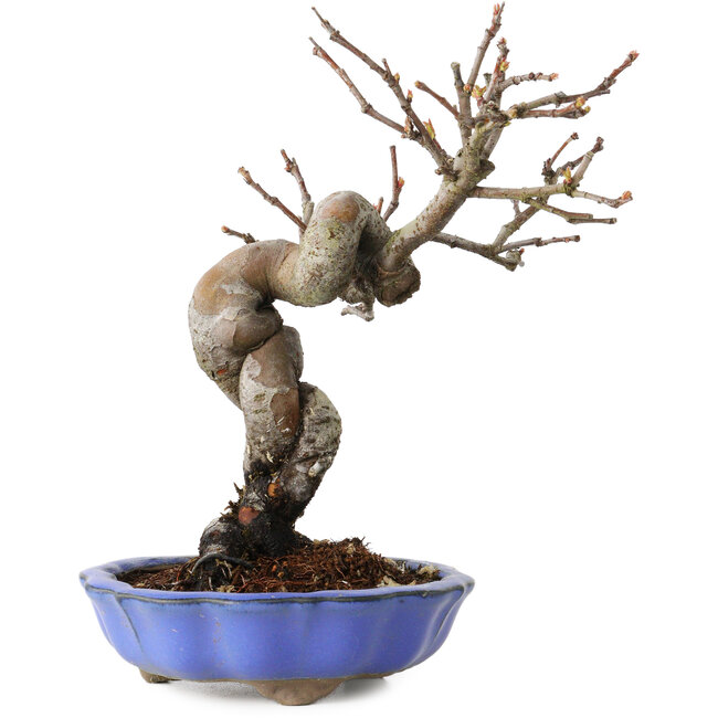 Pseudocydonia sinensis, 19 cm, ± 15 Jahre alt