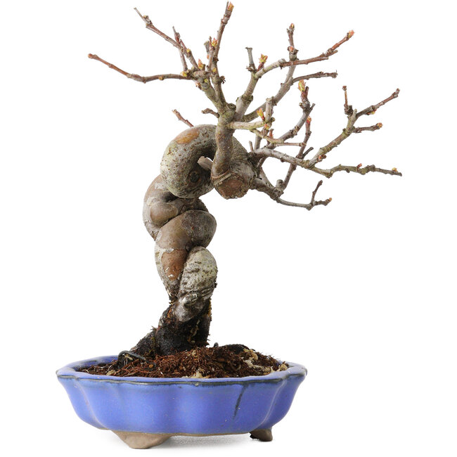 Pseudocydonia sinensis, 19 cm, ± 15 Jahre alt