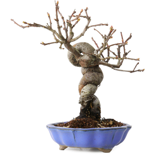 Pseudocydonia sinensis, 19 cm, ± 15 ans