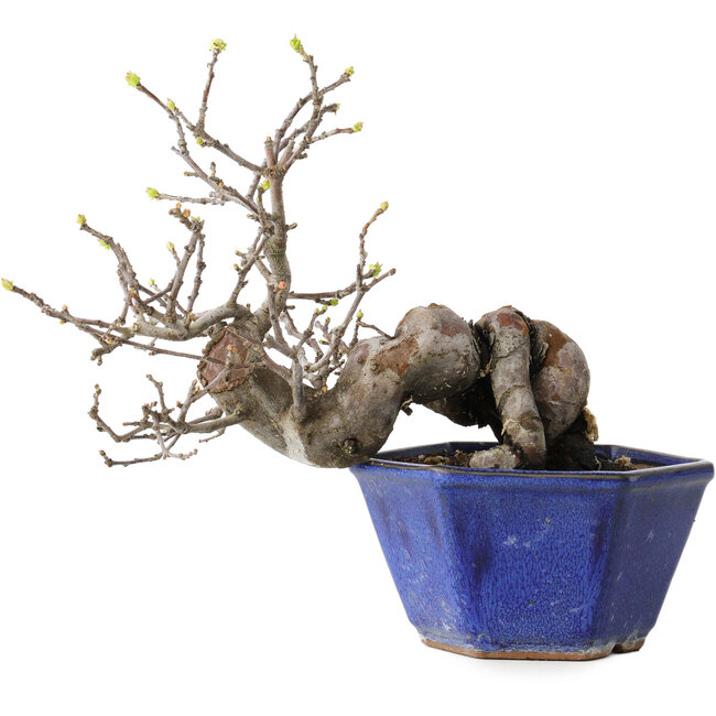 Pseudocydonia sinensis, 15 cm, ± 15 jaar oud