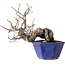 Pseudocydonia sinensis, 15 cm, ± 15 years old