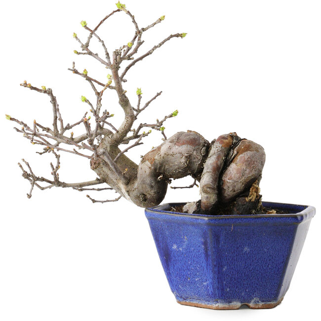 Pseudocydonia sinensis, 15 cm, ± 15 jaar oud