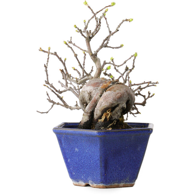 Pseudocydonia sinensis, 15 cm, ± 15 anni