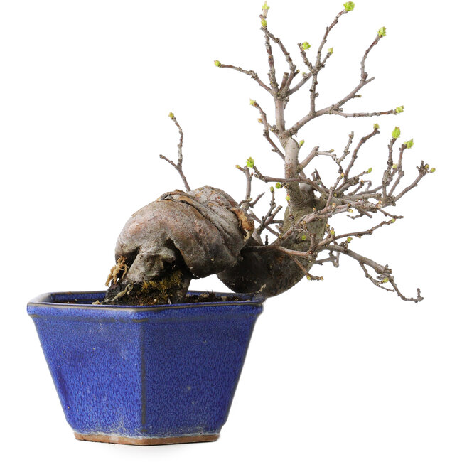 Pseudocydonia sinensis, 15 cm, ± 15 anni