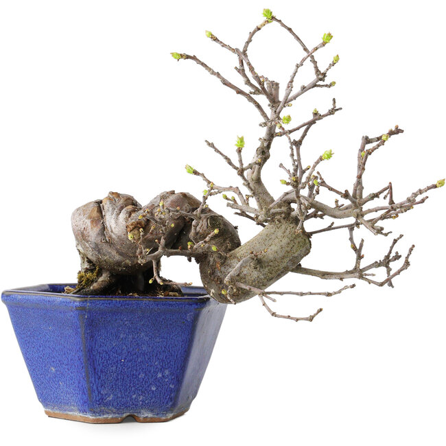 Pseudocydonia sinensis, 15 cm, ± 15 anni