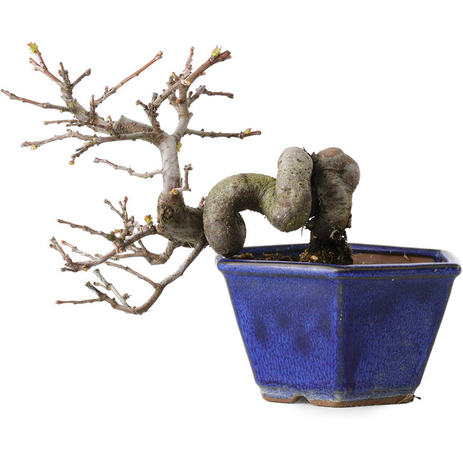 Pseudocydonia sinensis, 12 cm, ± 15 jaar oud