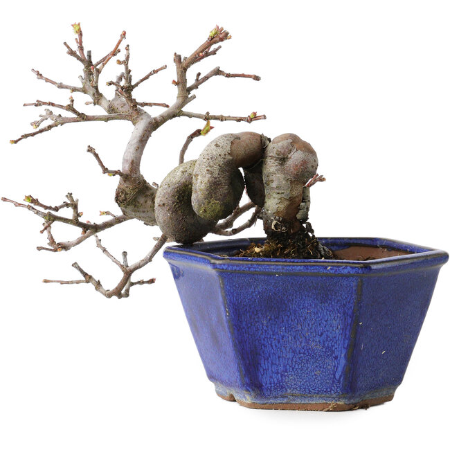 Pseudocydonia sinensis, 12 cm, ± 15 Jahre alt