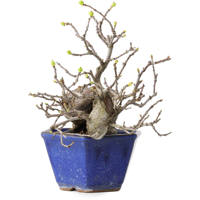 Pseudocydonia sinensis, 15 cm, ± 15 anni