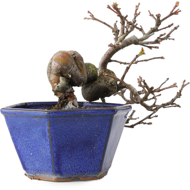 Pseudocydonia sinensis, 12 cm, ± 15 anni