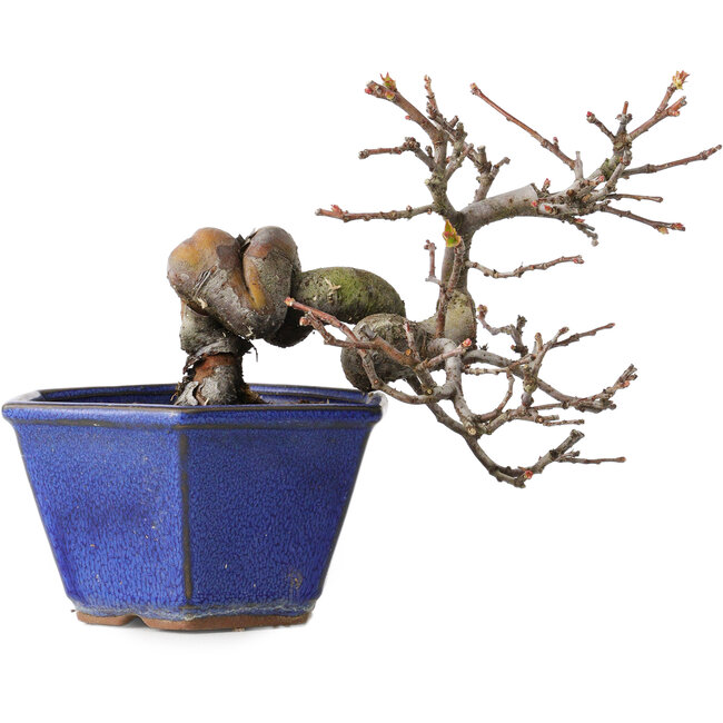 Pseudocydonia sinensis, 12 cm, ± 15 ans