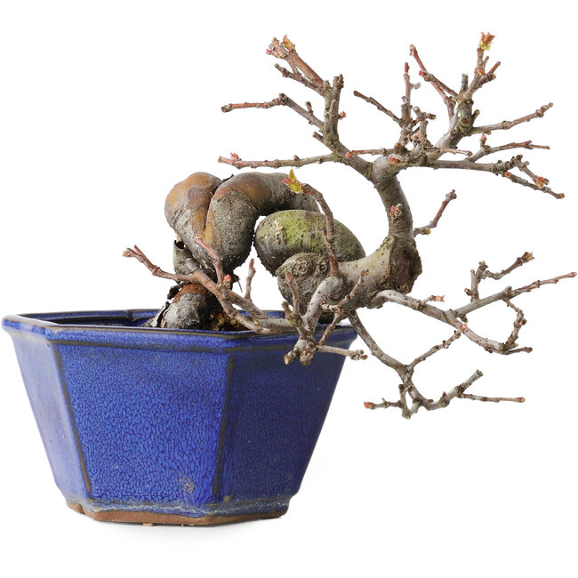 Pseudocydonia sinensis, 12 cm, ± 15 ans