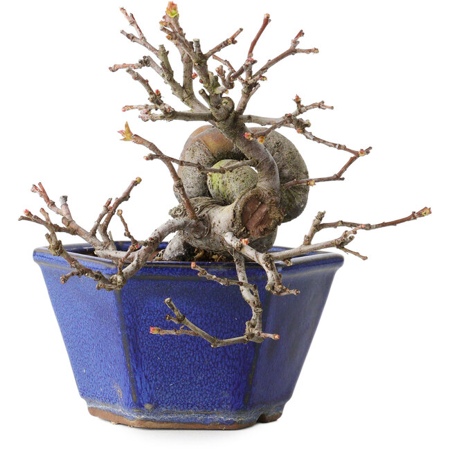 Pseudocydonia sinensis, 12 cm, ± 15 anni