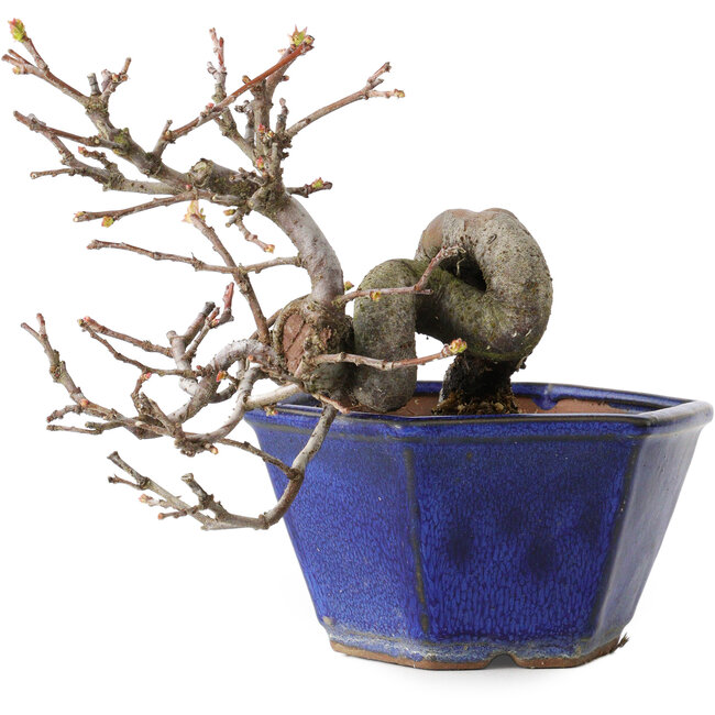 Pseudocydonia sinensis, 12 cm, ± 15 years old