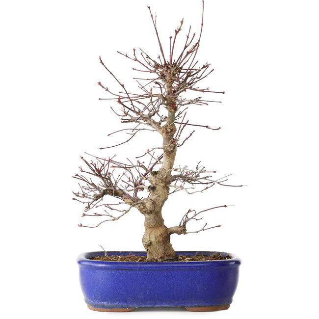 Acer palmatum Deshojo, 34 cm, ± 15 jaar oud