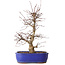 Acer palmatum Deshojo, 34 cm, ± 15 jaar oud