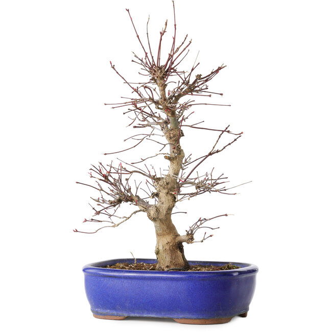 Acer palmatum Deshojo, 34 cm, ± 15 Jahre alt