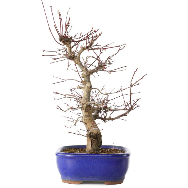 Acer palmatum Deshojo, 34 cm, ± 15 Jahre alt