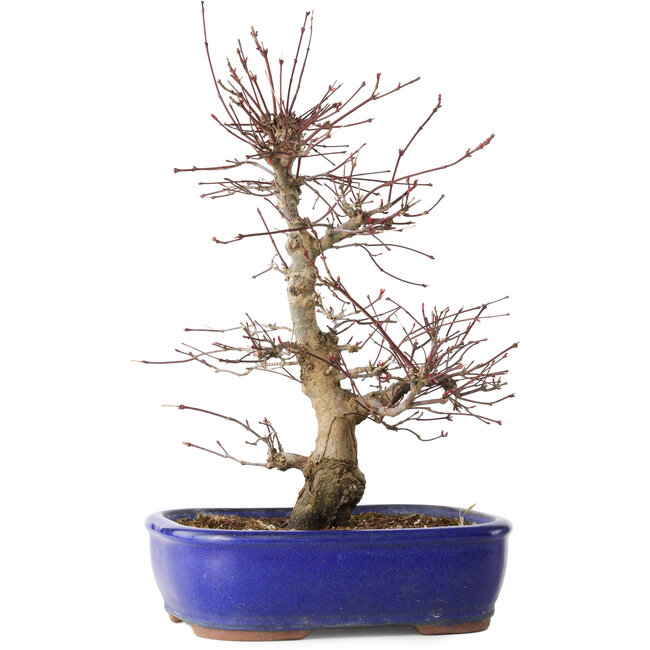 Acer palmatum Deshojo, 34 cm, ± 15 ans
