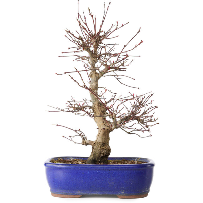 Acer palmatum Deshojo, 34 cm, ± 15 Jahre alt